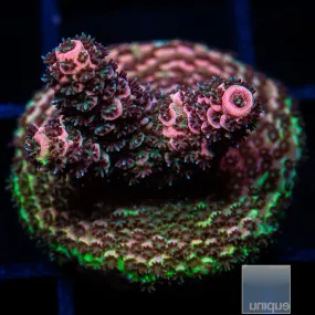 Acropora sp. Pink and Green Millepora- WYSIWYG Frag SPS