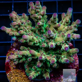 Acropora sp. Unique Corals Purple Grape Granulosa - 3/4-1 Stock Frag