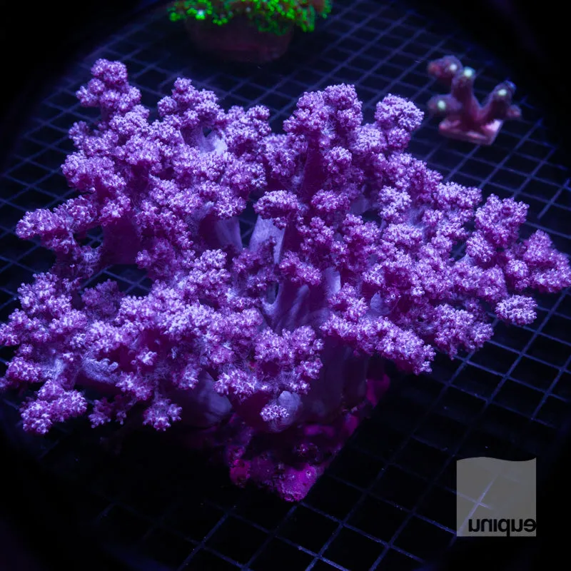 Unique Corals Koji Wada Rare Pink Nepthea - Stock Frag 3/4-1