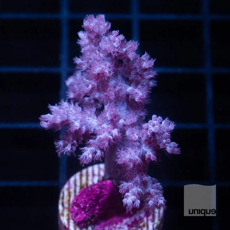 Unique Corals Koji Wada Rare Pink Nepthea - Stock Frag 3/4-1