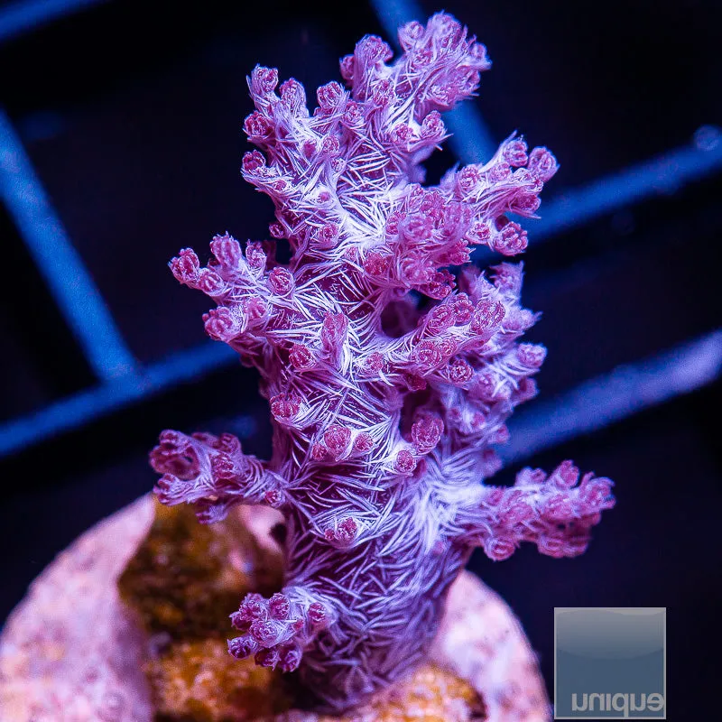 Unique Corals Koji Wada Rare Pink Nepthea - Stock Frag 3/4-1