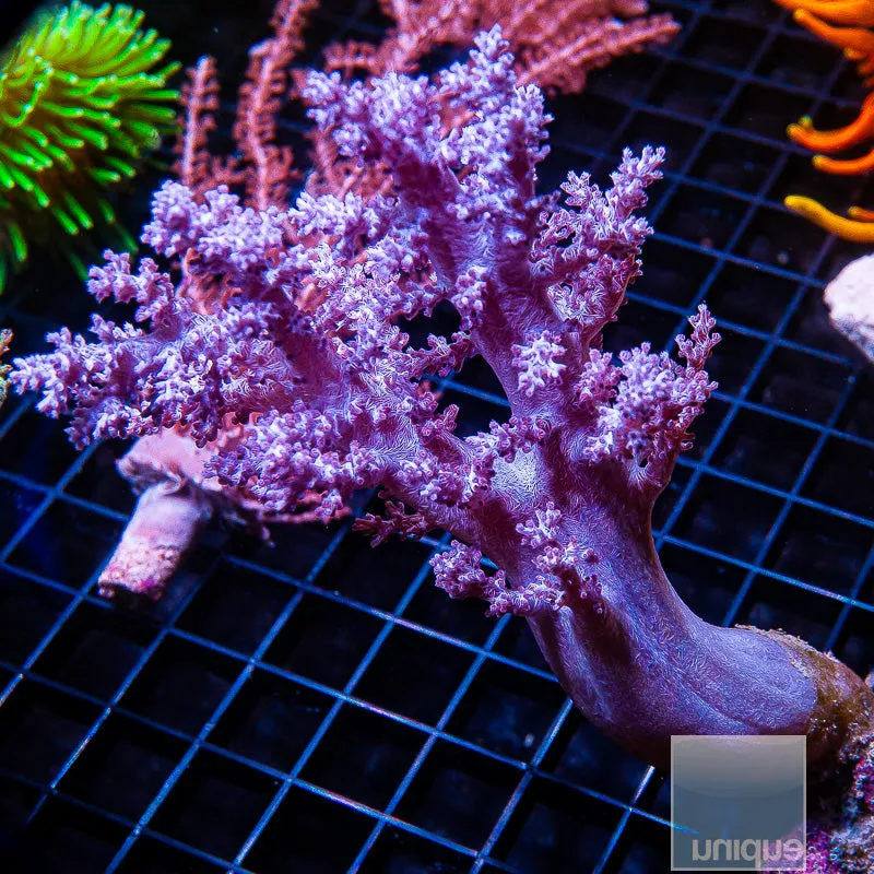 Unique Corals Koji Wada Rare Pink Nepthea - Stock Frag 3/4-1